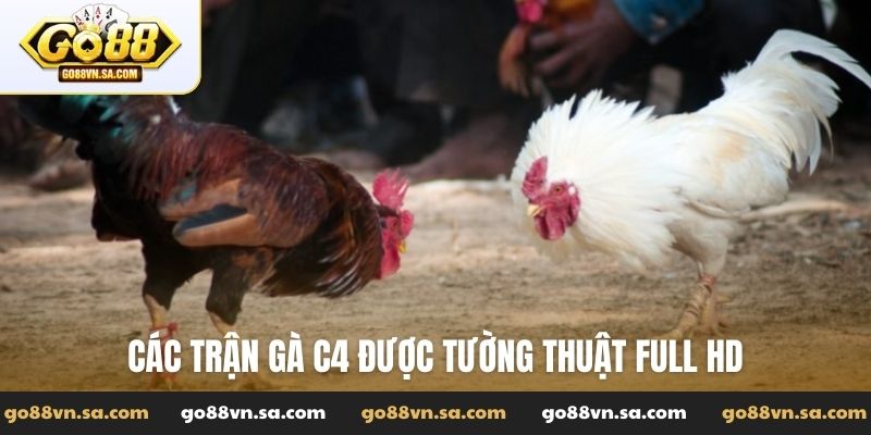 Các trận gà C4 được tường thuật Full HD