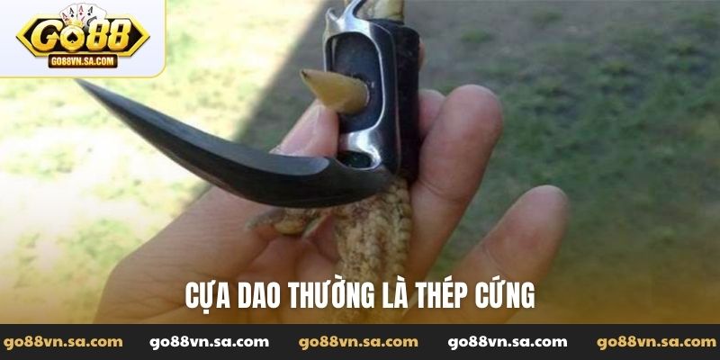 Cựa dao thường là thép cứng