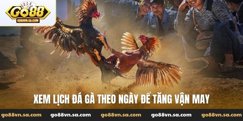 Xem lịch đá gà theo ngày để tăng vận may